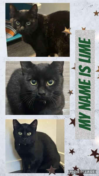 CAT RESCUE CHRISTCHURCH - Ready for Adoption - Lime Carousel 1