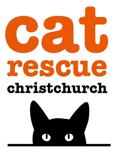 CAT RESCUE CHRISTCHURCH - Ready for Adoption - Bud Carousel 7