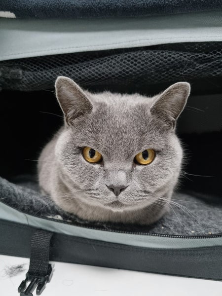 Missing British Blue Shorthair Cat Carousel 1