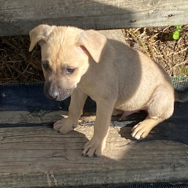 Davis - Mastiff X - BOI Animal Rescue Trust Carousel 1