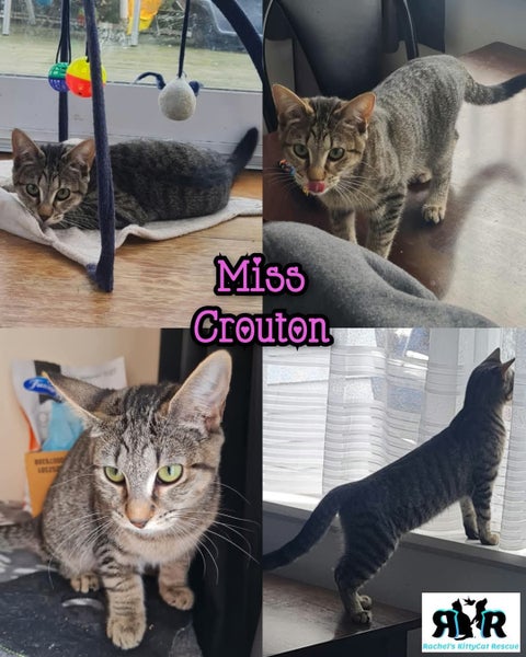Miss Crouton - Rachel's KittyCat Rescue Carousel 1