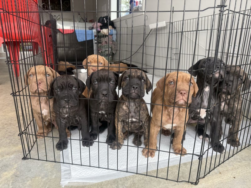 Ultimate mastiff puppies Carousel 1