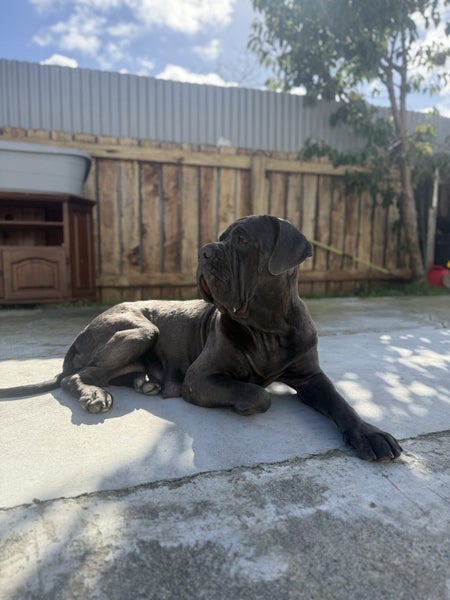 Ultimate mastiff puppies Carousel 4