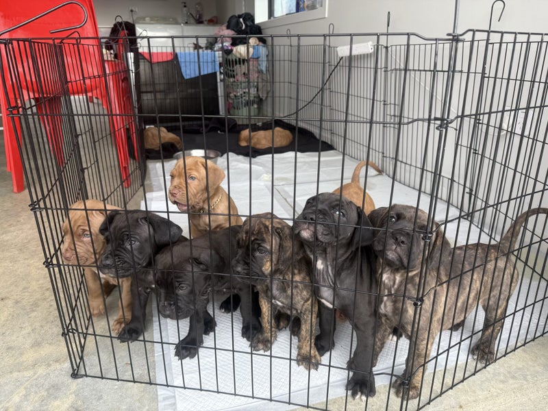 Ultimate mastiff puppies Carousel 2