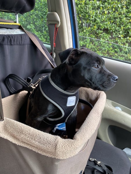 Pet car booster seat Carousel 1