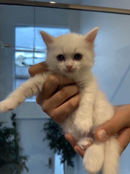 Ragdoll Kittens – 4 Weeks Old – Ready in One Month Carousel 1