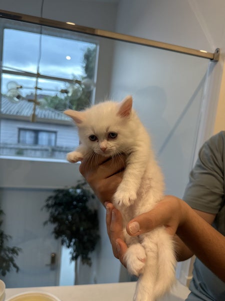 Ragdoll Kittens – 4 Weeks Old – Ready in One Month Carousel 2