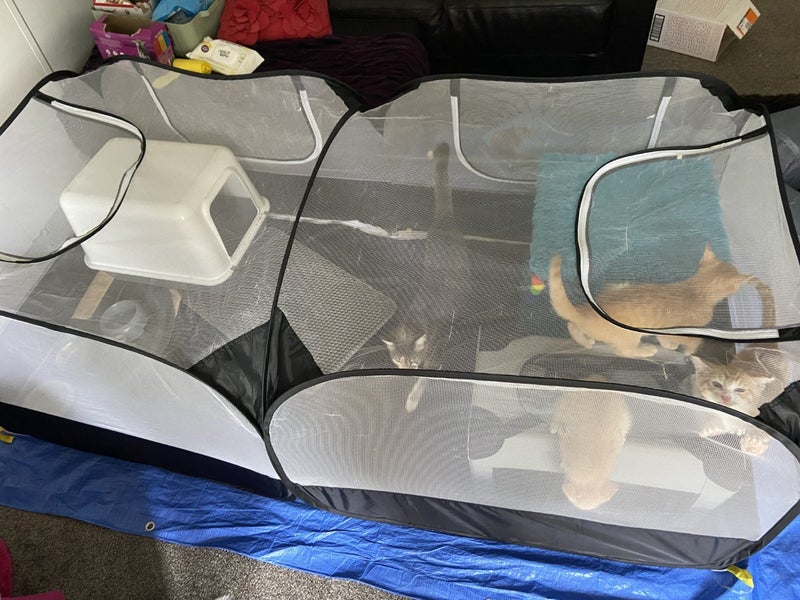 MASSIVE Large XL Pet enclosure for kittens or other small Animals Carousel 2