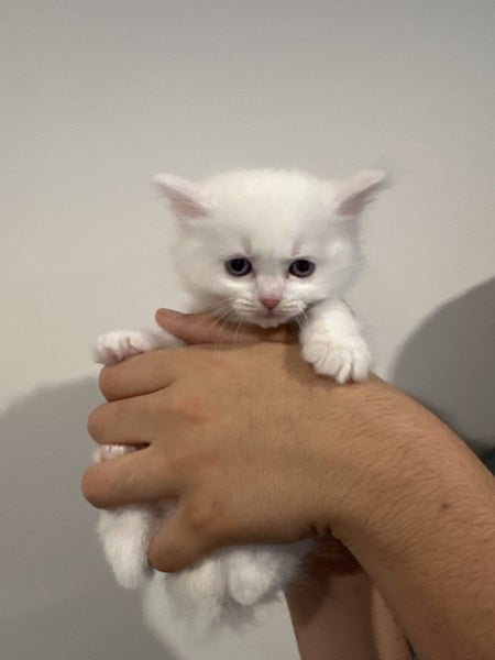 Ragdoll Kittens – 4 Weeks Old – Ready in One Month Carousel 3