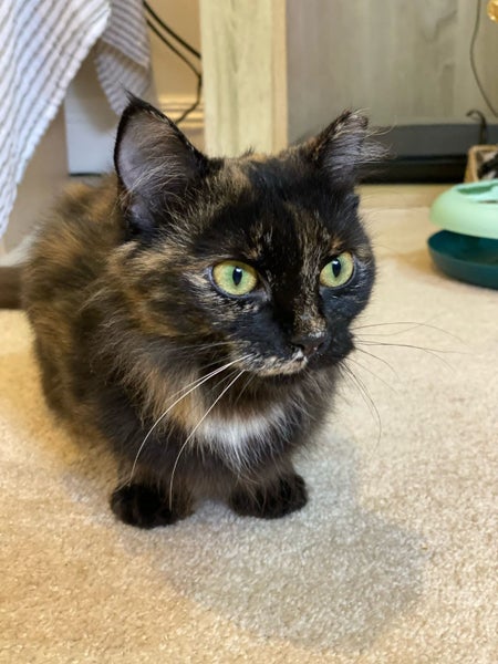 Brave Paws Cat Rescue - Cat - Fudge Carousel 1