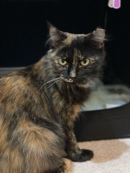 Brave Paws Cat Rescue - Cat - Fudge Carousel 6