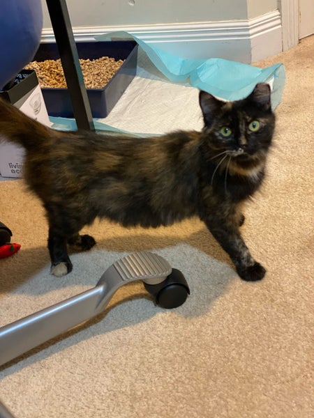 Brave Paws Cat Rescue - Cat - Fudge Carousel 2