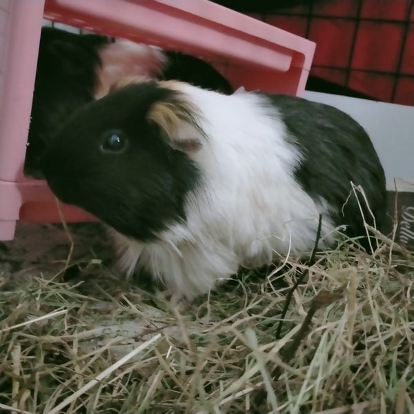 Guinea Pigs Carousel 11
