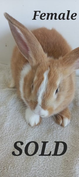 Male Flemish giant bunnies Carousel 7