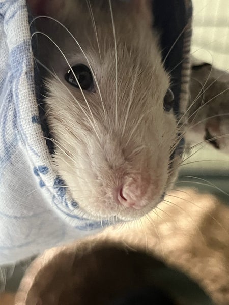 2 male rats and cage setup Carousel 2