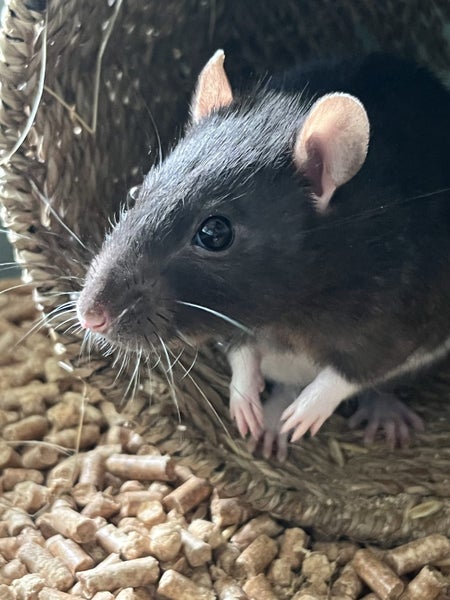 2 male rats and cage setup Carousel 1