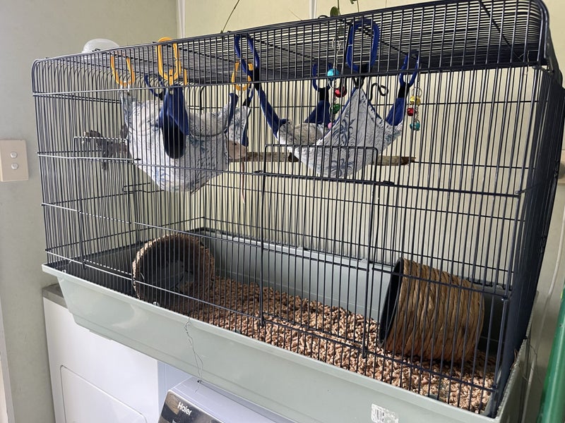2 male rats and cage setup Carousel 3