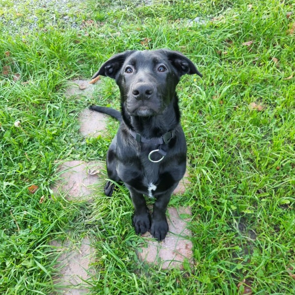 Brock - DOGWATCH dog rescue & rehoming Carousel 2