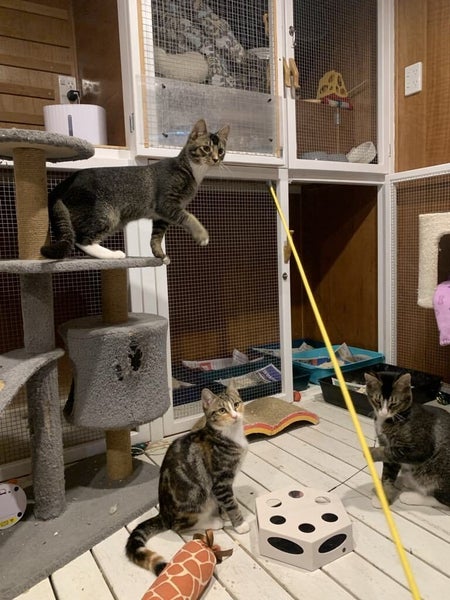 Scaredy Kittens - looking for loving homes Carousel 1