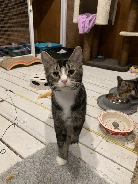 Scaredy Kittens - looking for loving homes Carousel 1