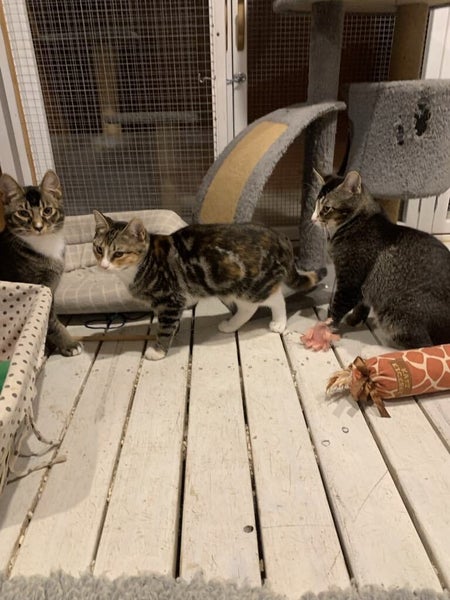 Scaredy Kittens - looking for loving homes Carousel 2
