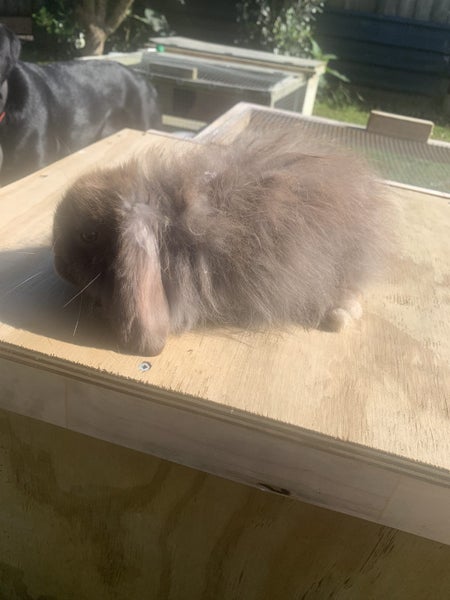Stunning chocolate mini lop Carousel 1
