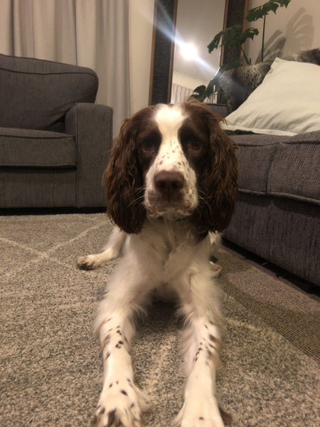 English springer spaniel Carousel 2