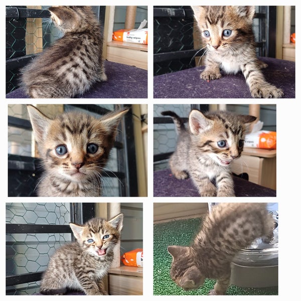QUEEN HUNGUS full maincoon silver mackeral (dad) bengal tabby polydactyl x (mum) Carousel 19