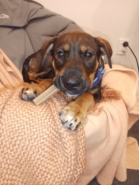 Lola - DOGWATCH dog rescue & rehoming Carousel 2