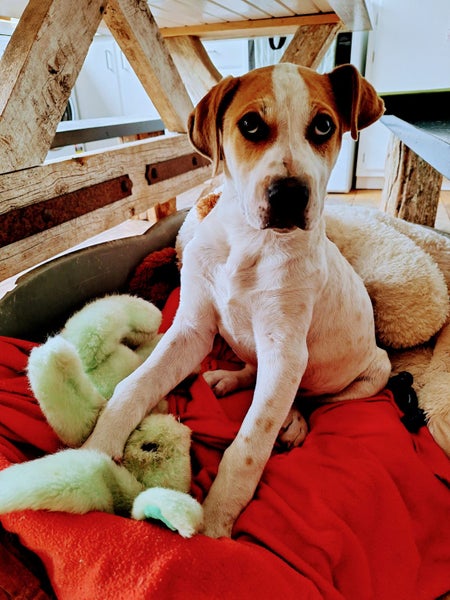 Irving (Ellie's Canine Rescue & Rehome) Carousel 2