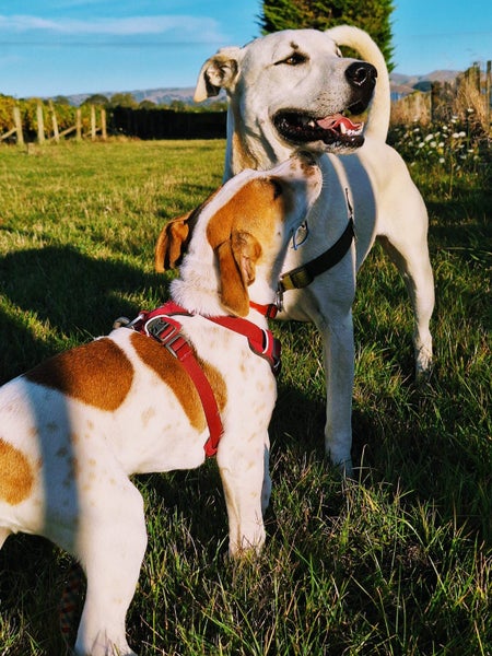 Irving (Ellie's Canine Rescue & Rehome) Carousel 10