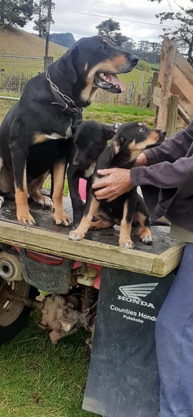 Huntaway Puppies Carousel 1