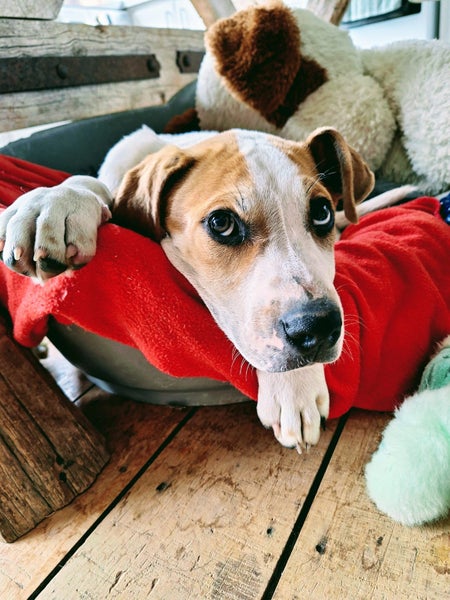 Irving (Ellie's Canine Rescue & Rehome) Carousel 1