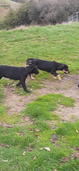 Huntaway Puppies Carousel 7
