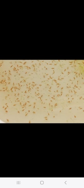 Daphnia. Live fish food Carousel 1