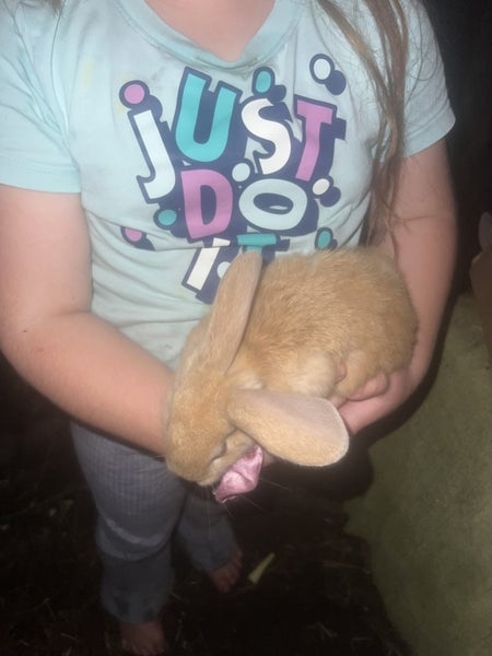 Baby Rabbits! Flemish Giant cross Carousel 1