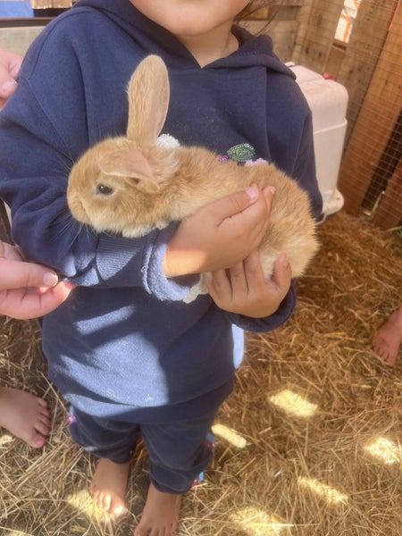 Baby Rabbits! Flemish Giant cross Carousel 2