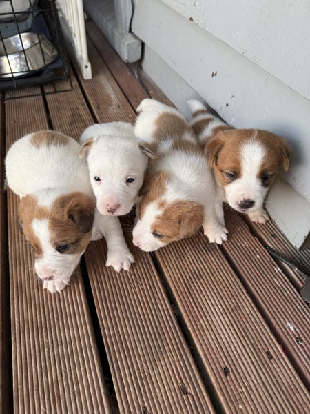Jack Russell Puppies Carousel 2