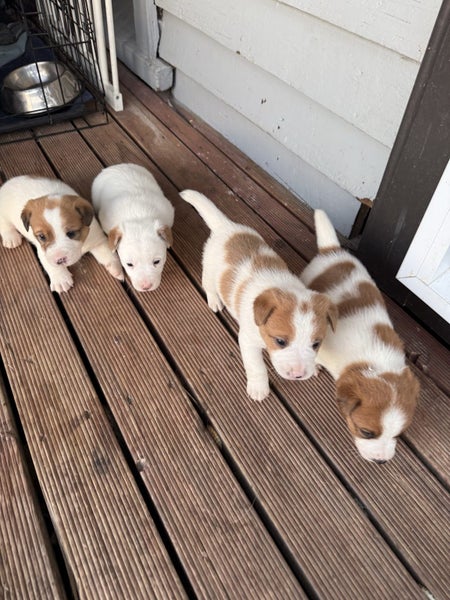 Jack Russell Puppies Carousel 1