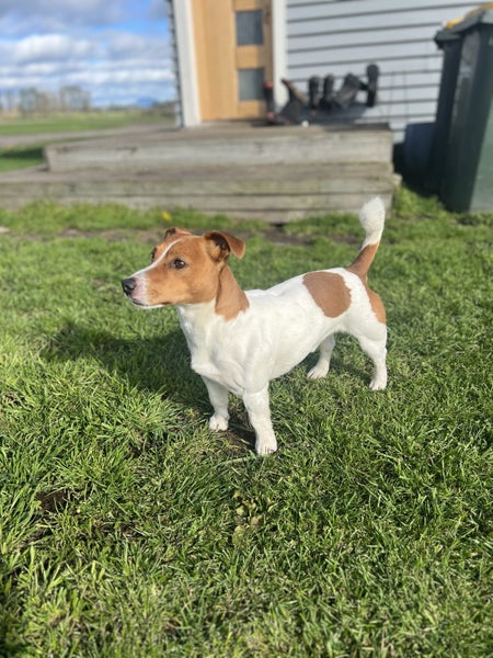 Jack Russell Puppies Carousel 12