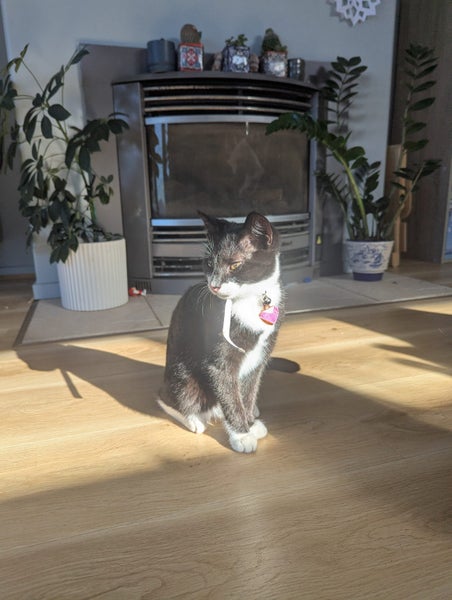 CAT RESCUE CHCH - Ready For Adoption Sparkle Socks Carousel 1