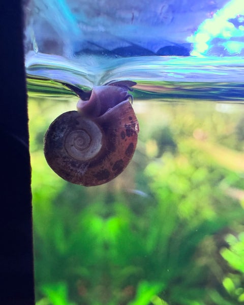 Ramshorn snails ($0.99/each) Carousel 1