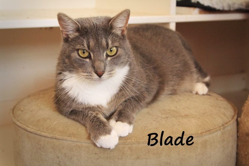 Blade - KTown Community Animal Welfare Society Carousel 1