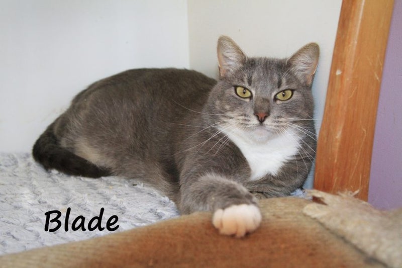 Blade - KTown Community Animal Welfare Society Carousel 2