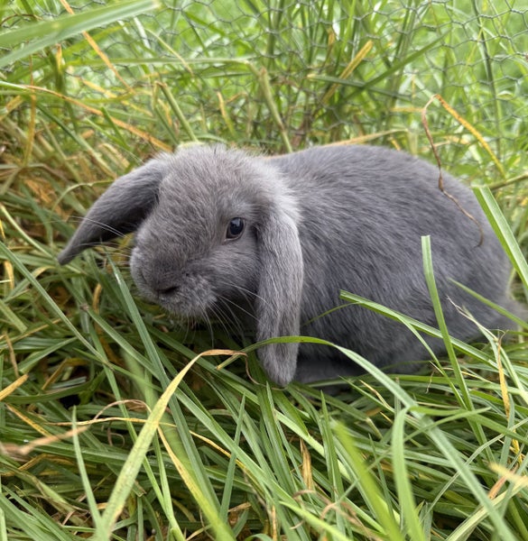 Purebred Mini lop Rabbit Babies Carousel 1