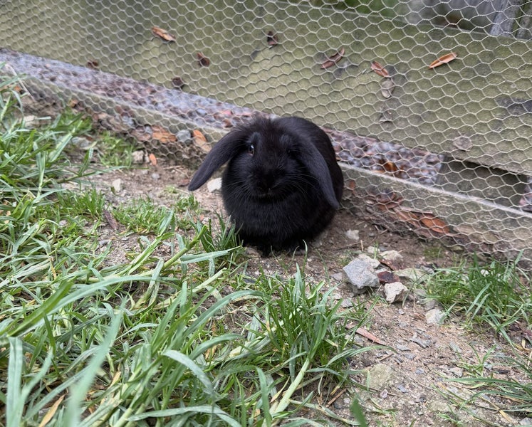 Purebred Mini lop Rabbit Babies Carousel 2