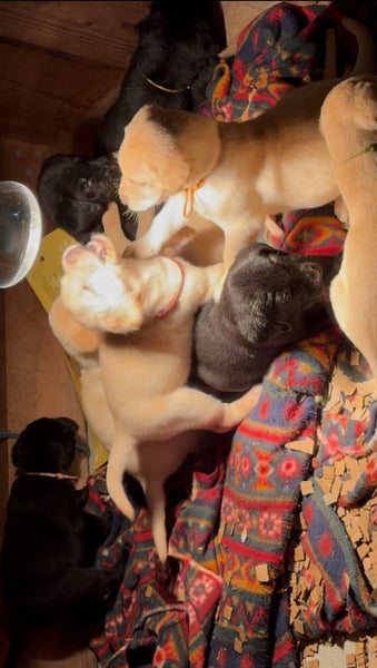 Purebred Labrador Puppies Carousel 1