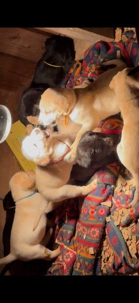 Purebred Labrador Puppies Carousel 2