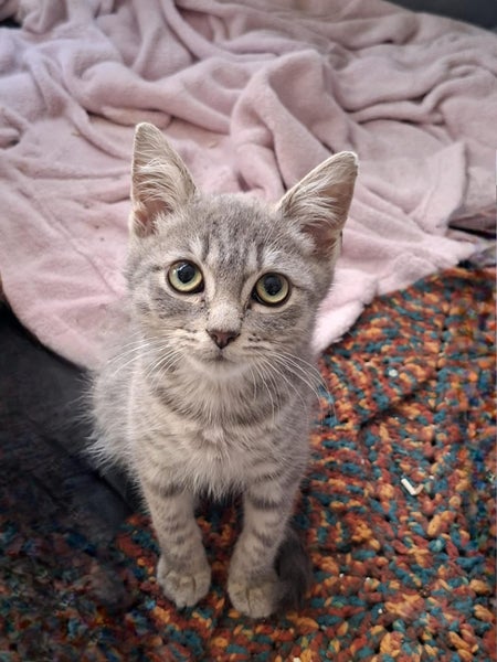 Cheko Male Desexed Grey Tabby Carousel 1