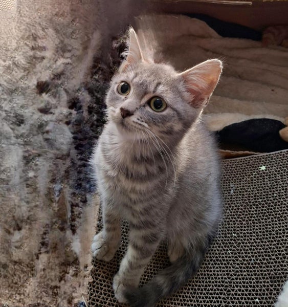 Cheko Male Desexed Grey Tabby Carousel 2